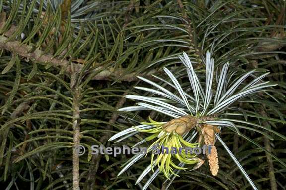 abies bracteata 3 graphic